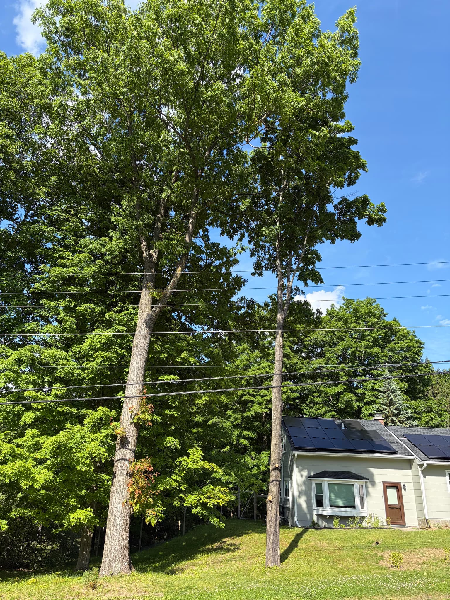 take the trees down