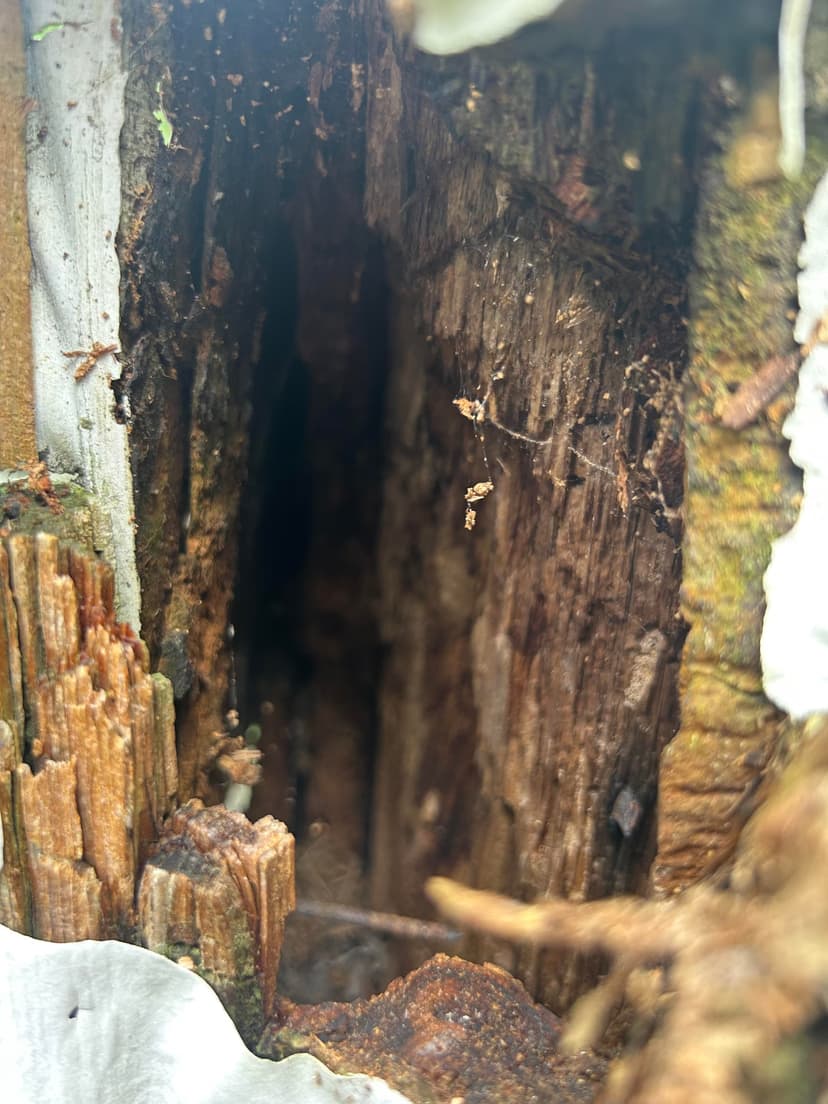 replace siding, sheathing, and framing